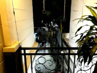 Biệt thự sân vườn siêu rộng ngay sau Vincom Lê Văn Việt, Q9, Giá chỉ 16 tỷ, cần bán nhanh